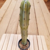 용신목 중품 30센치 선인장 키우기 길쭉하고 예쁜 다육1100, 단품, 1개