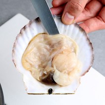내고향농수산 개조개 캠핑 조개 구이 대합 대왕조개 1kg, 생물 참가리비 2kg (추가할인)