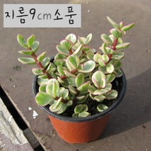 허브여울다육 아악무(코끼리풀/ 토피어리가능) 지름 9cm 소품화분, 5개