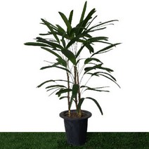 [카니발플라워]관음죽(cf070), 1개