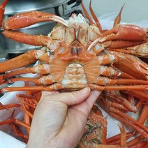 포항 구룡포 자숙 박달홍게 5마리