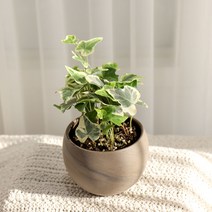 갑조네 아이비 넝쿨 식물 화분 공기정화식물 생화, 무늬아이비