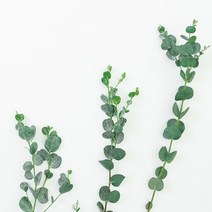 에센셜오일 - 유칼립투스 Eucalyptus, 1L