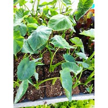 토란 모종 2개 3000원