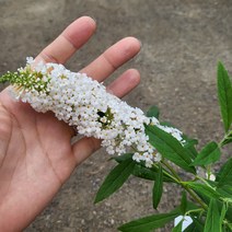 봄바람가든 붓들레아 프로퓨전 6치포트 꼼꼼한포장 야생화