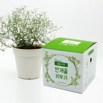 실내 안개꽃 키우기x2개 가정용플라워키우기