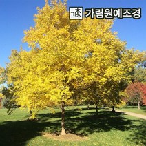 황금회화 정원수 가림원예조경, 황금회화 접목2년생 특묘