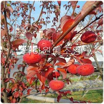 목하원예조경 산딸나무 묘목 2년특묘