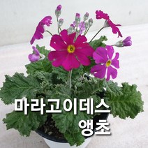 층층앵초/삼단앵초/마라고이데스앵초, 층층앵초 마라고이데스 삼단앵초