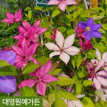 클레마티스 11종 택1 덩굴식물 야생화, 10. 이노센트 블러쉬 15cm포트, 1개