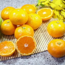 제주 조생귤 타이벡 타이백 노지 햇 감귤, 타이벡 감귤 9kg /S~M / 로열과