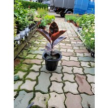 40~60cm 119 루비수채화고무나무