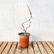 미니 병꽃 무늬 나무 분재 포트 묘목 꽃 화분