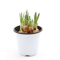 갑조네 구근식물 크로커스 구근, 크로커스 (색상랜덤)