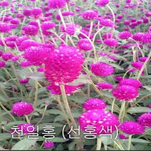 천일홍 선홍색 씨앗 10g