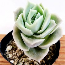 꽃나무팜 러블리로즈 다육이 초보 국민다육 키우기쉬운식물 선별배송