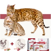 대용량고양이사료 키튼 고양이사료 20kg, 캣츠러브15kg