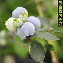 블루베리 (듀크/레가시/한나스초이스/챈들러) 4년생포트 과실수 유실수, 04. 챈들러-2년생포트