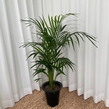 아레카야자 중형 온정원