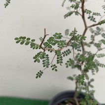 [다온야생화] C3325 소포라 (15cm) [동일품], 1개