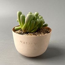 오십령옥 - 올망졸망 군생이 아름다운 다육식물, 오아지앙팟 완성분 (산백/분청 색상), 1개