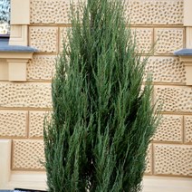 [충북농원] 블루엔젤 묘목 - H0.8분, 단품