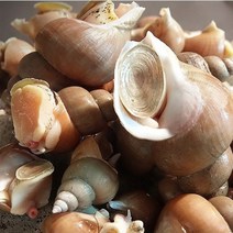 백골뱅이 백고동 동해항 산지직송 살아있는 자연산 생 골뱅이 당일조업, 2kg
