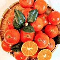 과즙팡팡 제주도 명품과일 홍매향 2kg 제주도민재배 산지직송 당도 높은 과일