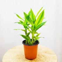 하늘꽃농원 공기정화식물 드라세나 산데리아 골드 미니화분, 1개