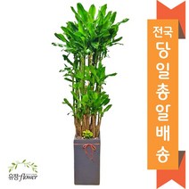 고급 대형화분 개업 축하 화분 전국 당일배송, 04. 황금죽