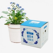 틔움세상 우리집 정원가꾸기 꽃집사 물망초 키우기 텃밭가꾸기세트 베란다텃밭DIY