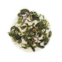 부세파란드라 케다강 조직배양 수초, 없음