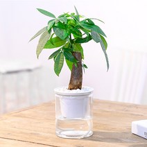 자동급수 화분/벽화분 미니 베란다 인테리어 화분, 자동급수 화분 인쇄 화이트