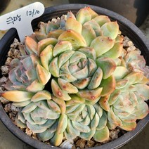 다육식물(슈퍼엘레강스 군생) 1210