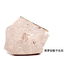 100종 천연 고생물학 삼엽충 암모나이트 어류 식물 화석 원석 수집키트 조개껍질 광물, s. 쥬라기 모기 곤충 화석