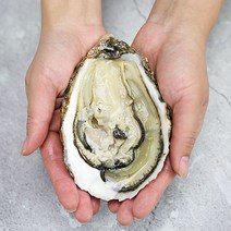 맛군 고소하고 큼직큼직한 삼배체 굴 2kg(5-10마리), 단일옵션