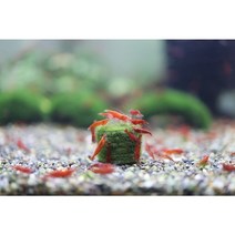 울타리모스볼 편백절단유목 새우놀이터 은신처, 2.5cm