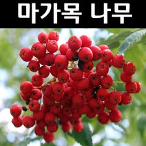 차빛당마가목 나무 묘목 실생2년 뿌리 특묘 3개/정원/공원/조경수