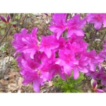 자산홍묘목 10주