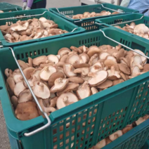 생 표고버섯 1kg / 파지 산지직송 1kg/2kg/4kg/6kg/8kg/10kg 농장직송, 6kg, 1개