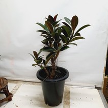 멜라니고무나무(공기정화식물, 1개