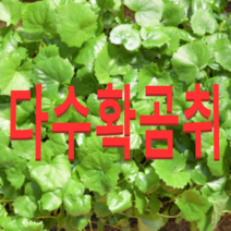 (성실C)다수확 곰취모종(50개) 곰취모종 판매