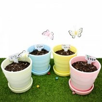 에코키즈 파스텔화분 씨앗심기 (4인용세트), 단품