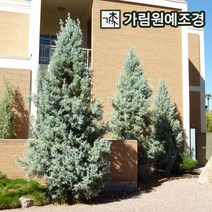 블루아이스 키40/100/120/150/200cm 분묘 화분 크리스마스트리 가림원예조경, 블루아이스 키120cm분묘
