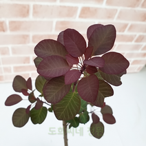 도희씨네 정원>>정원수로 사랑받는 자엽 안개나무 220″ class=”wr-img”></a></div></p></div></p></div></p></div><div class=