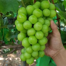 [더자인] 최고집 경산 에어포장 샤인머스켓 특 1kg (2-3수), 1개