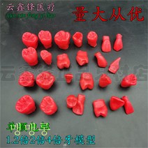 치아모형 재료상 입모형 모양 치과 구강연습 2배 3배 4배 왁스 Wstug 증정, 04 2배 왁스 모형(풀입 28개)
