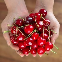 체리 1kg 당도측정 수입 생 레드 채리 생과 진맛깔