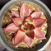 [메카다육]55-0816 루밍(에케베리아) 화분포함 다육식물 선인장 다육금 다육철화 두들레야 아프리카식물 코노피튬 하월시아 수입다육이 국민이, 1개