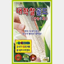대학찰옥수수 골드 연농3호 70립